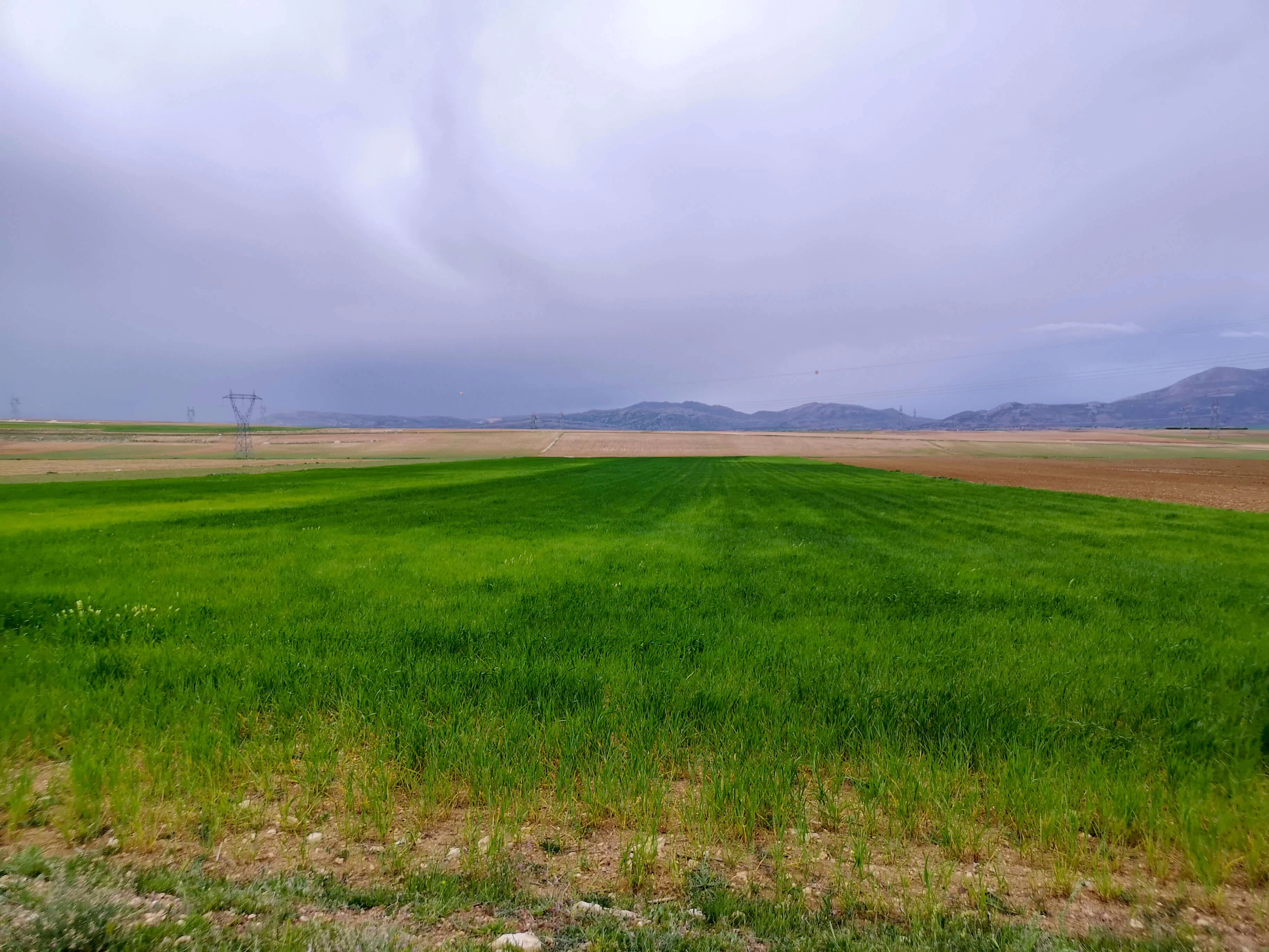 GÖNDERE' de 9 DÖNÜM SATILIK TARLA
